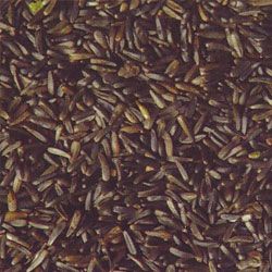 Niger Seed, Bird Feed Niger Seed Wholesale Supplier UAE