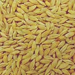 barley bird seed, wholesale supplier barley bird seed at reesha general trading store in uae