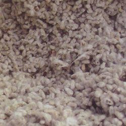cotton seed for animal feed, reesha general trading store UAE, Wholesale supplier dubai