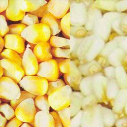 maize seed animal feed, reesha wholesale general trading supplier in UAE