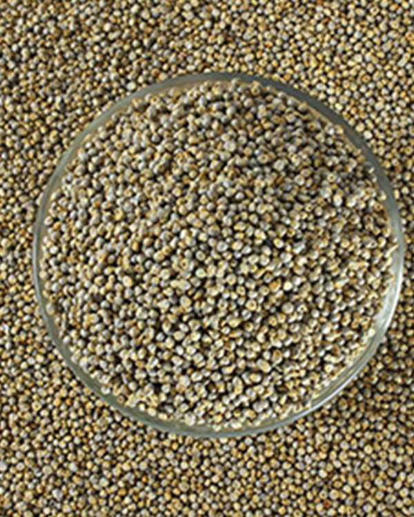 Organic Millets Bajra Seeds 1