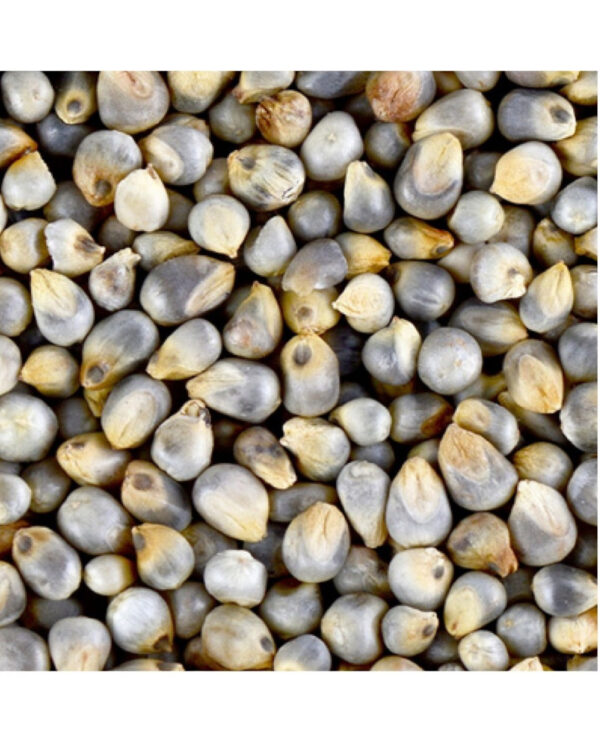 Pearl Millet Animal Bird Healthy Food Bajra Dubai - Organic Millets - Bajra Seeds