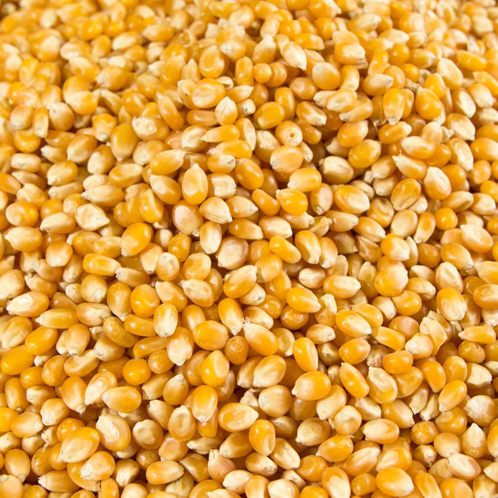Popcorn Dry - Reesha Popcorn Supplier Dubai